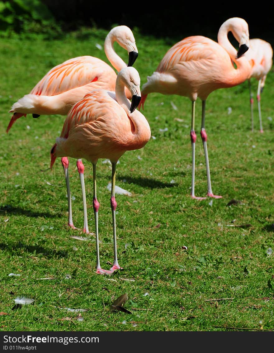 A shot of three pretty pink falmingo birds. A shot of three pretty pink falmingo birds