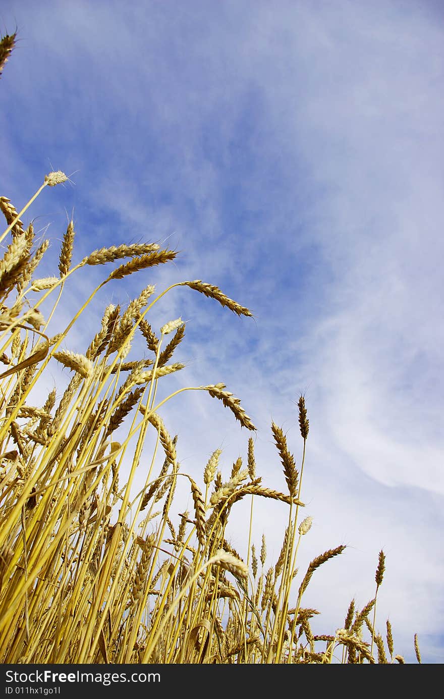 Ears of wheat on a background sky