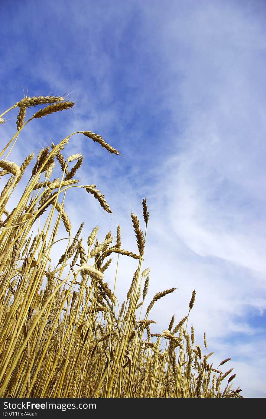 Ears of wheat on a background sky