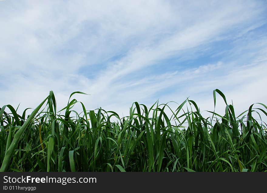 Green grass on a blue background