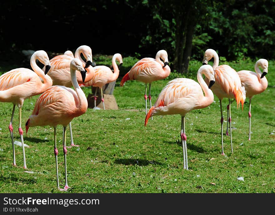 A shot of three pretty pink falmingo birds. A shot of three pretty pink falmingo birds