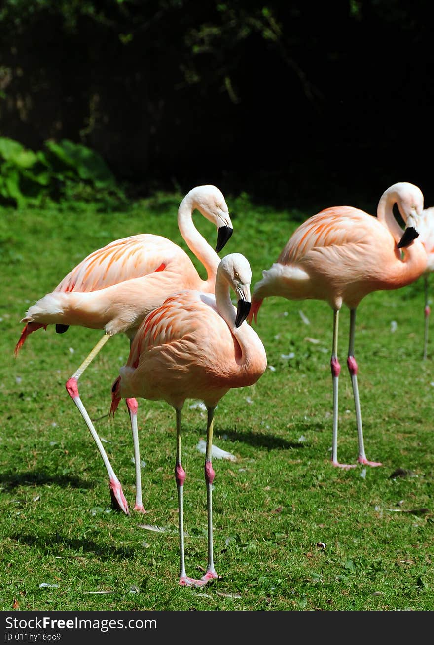 A shot of three pretty pink falmingo birds. A shot of three pretty pink falmingo birds