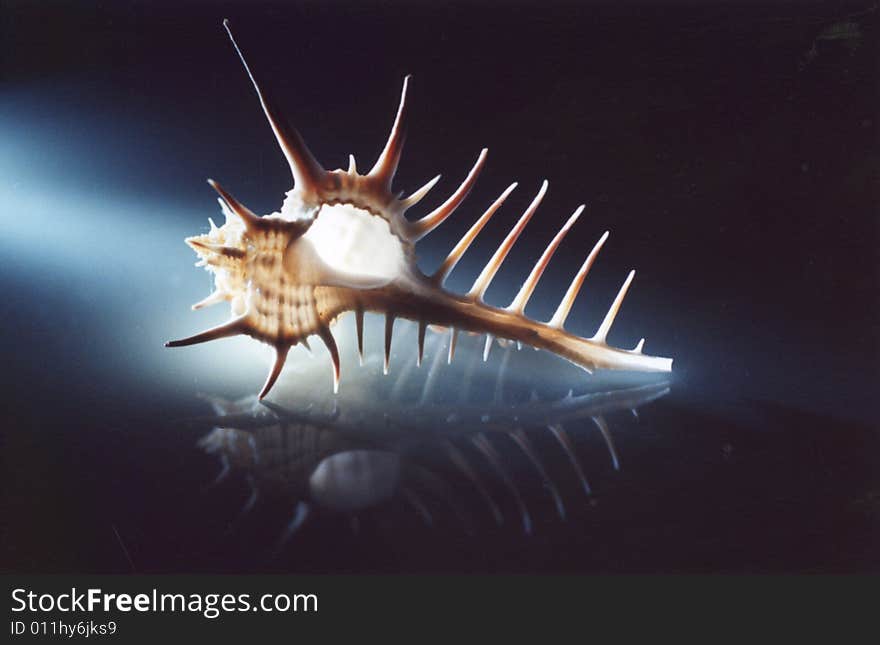 Photo of a murex seashell on a reflective surface.