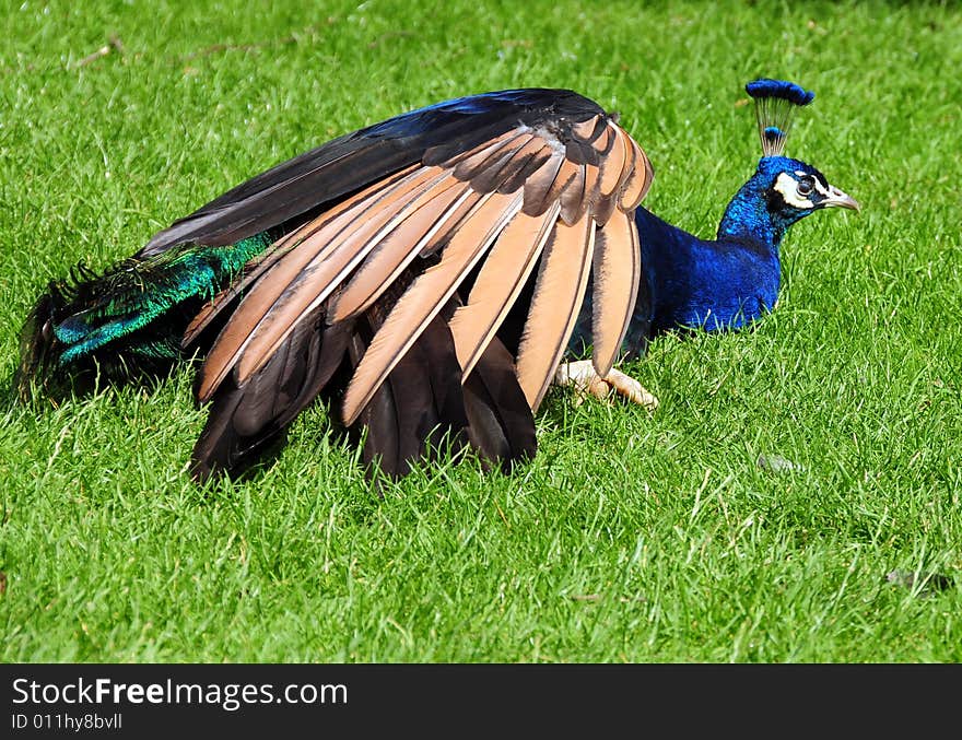 Peacock