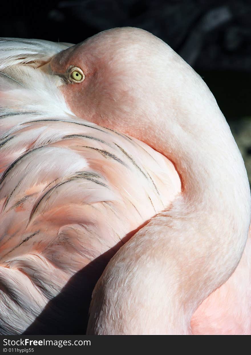 The Shy Flamingo