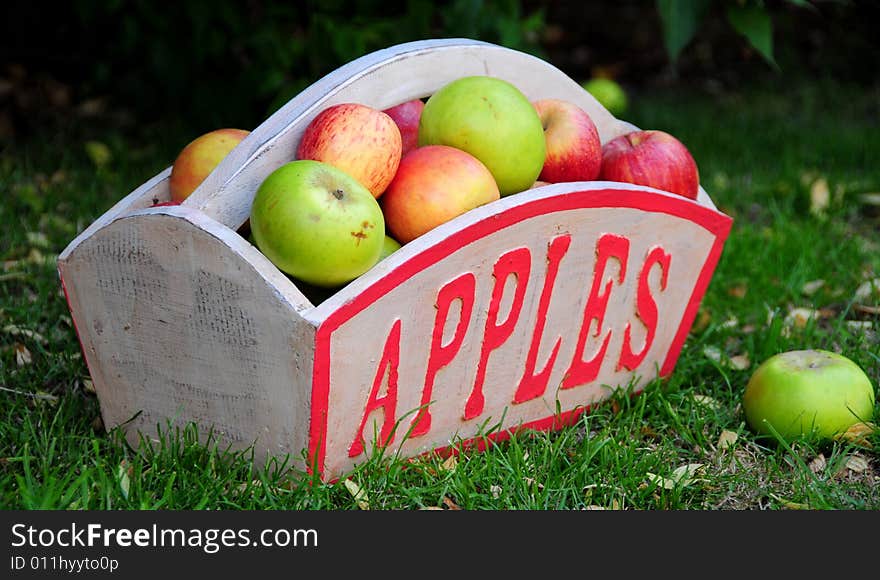 Shot of some apples picked from the garden trees