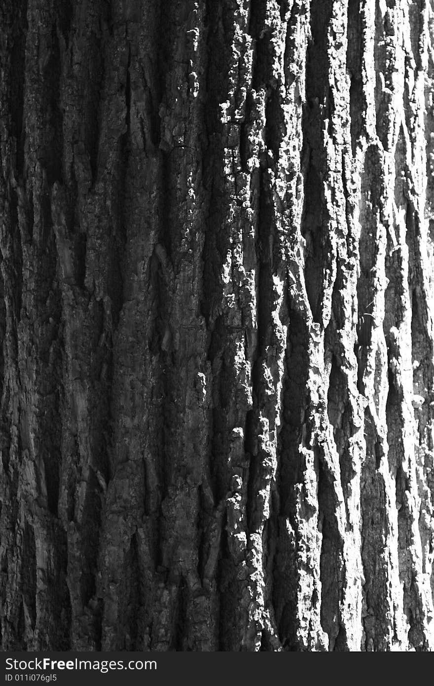 Structure from a bark of an old tree