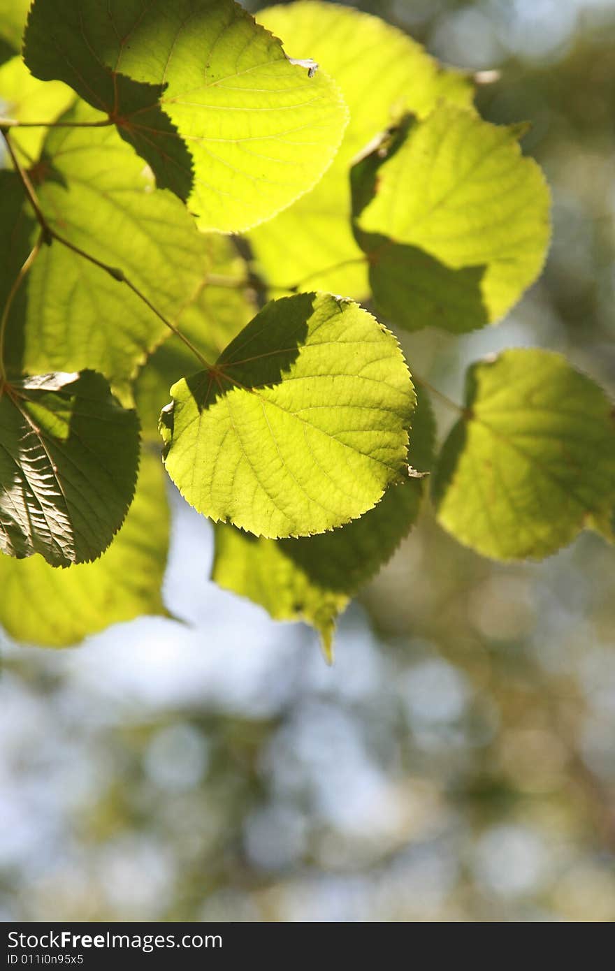 Bright green leaves in sunny summer day