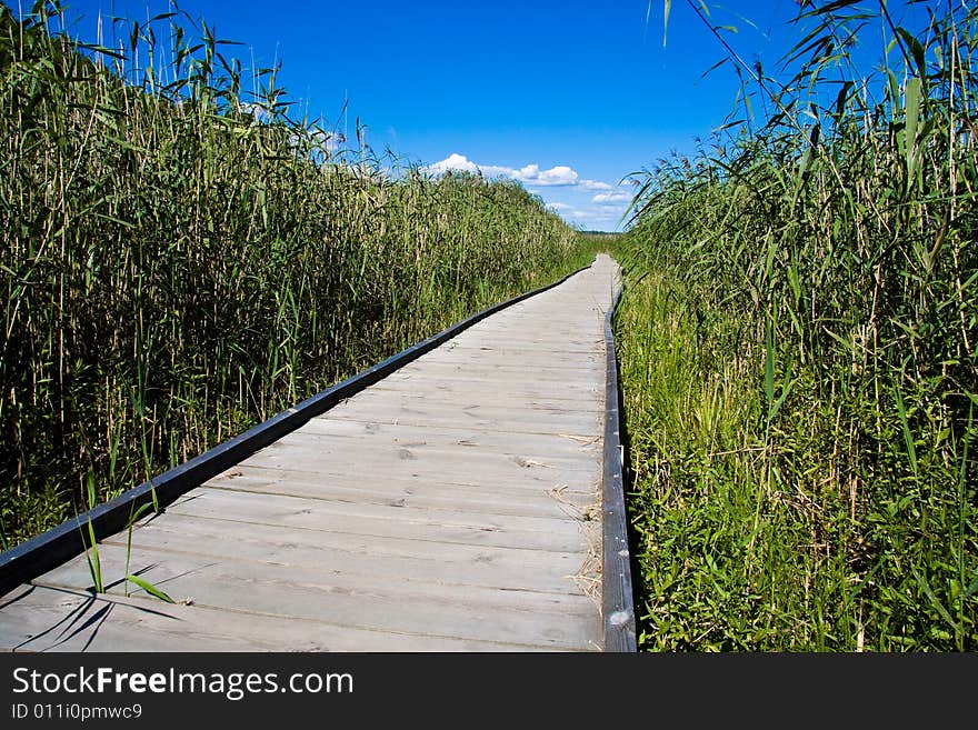 Boardwalk in reed feild