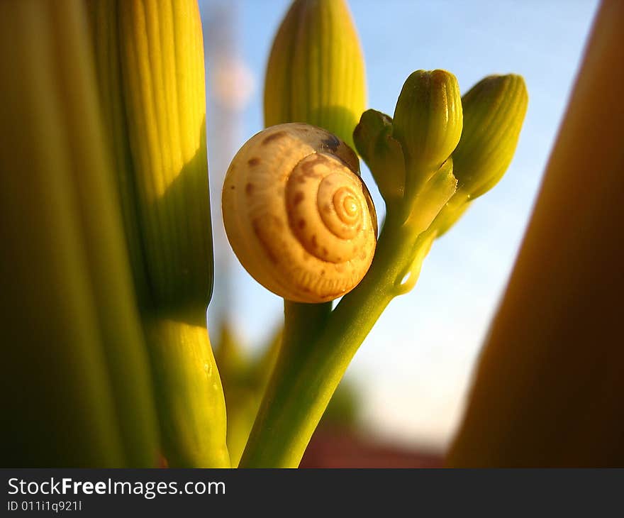 Sleeping Snail