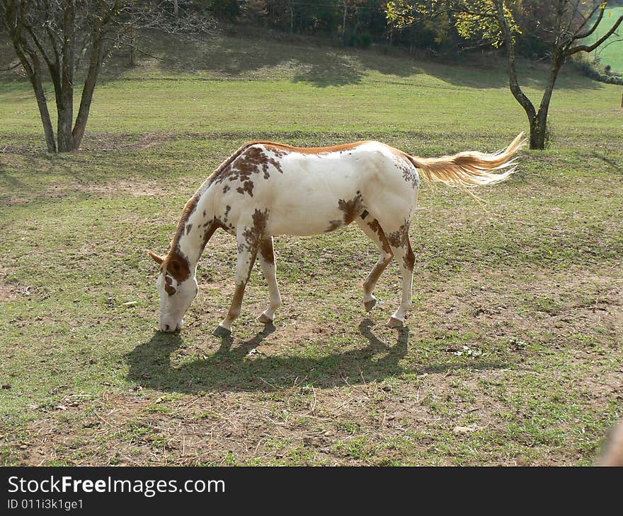 Spotted horse