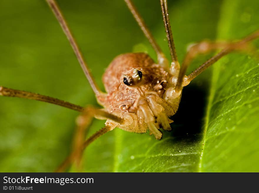 Closeup of a phalangid harvestman. Closeup of a phalangid harvestman