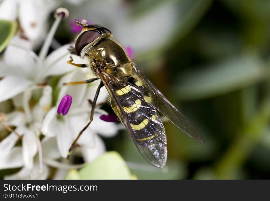 Side view of hoverfly perched on a flower. Side view of hoverfly perched on a flower