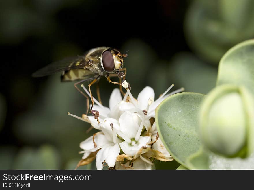 Closeup of a hoverfly feeding on the nectar of a flower. Closeup of a hoverfly feeding on the nectar of a flower