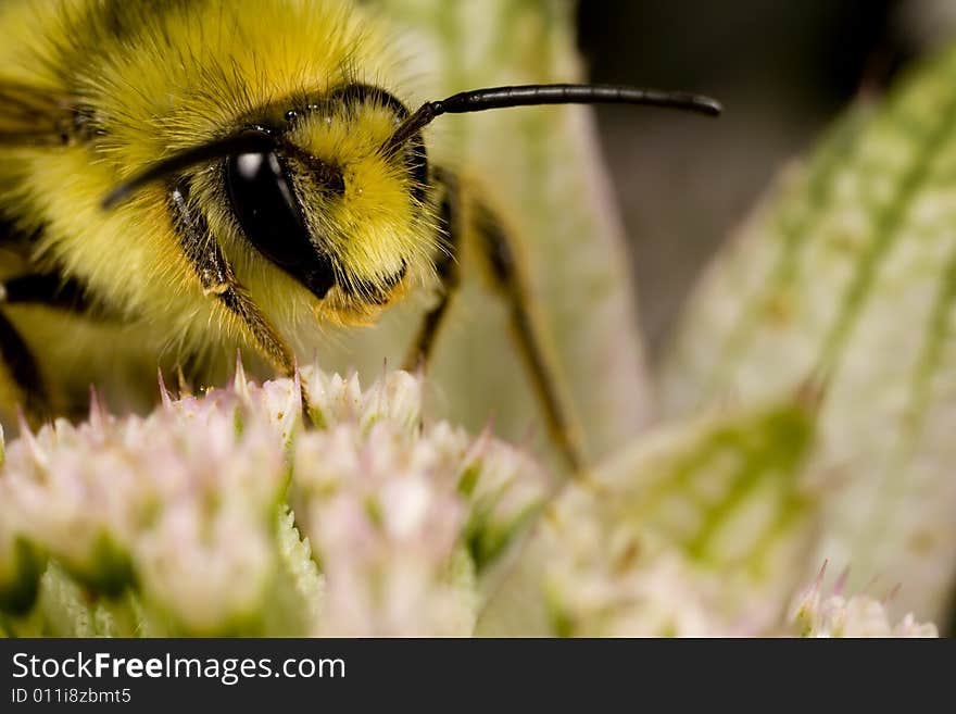 Closeup of bee searching for nectar found near Seattle Washington