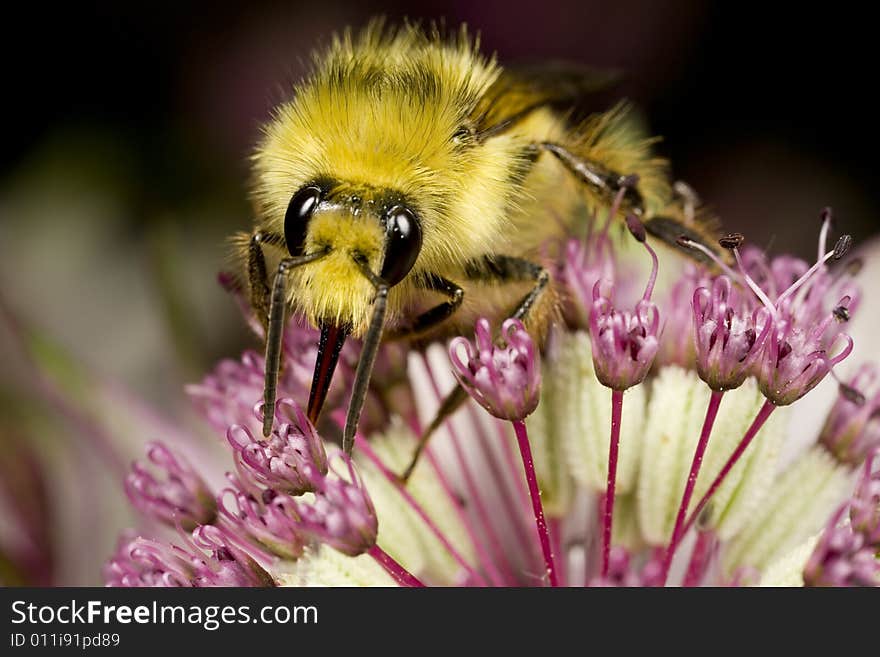 Closeup of bumblebee pollinating flower found in Pacific Northwest near Seattle. Closeup of bumblebee pollinating flower found in Pacific Northwest near Seattle