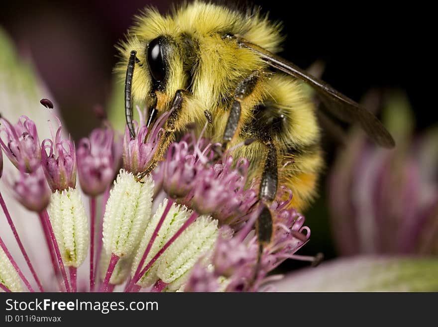 Closeup of bumblebee pollinating flower found in Pacific Northwest near Seattle