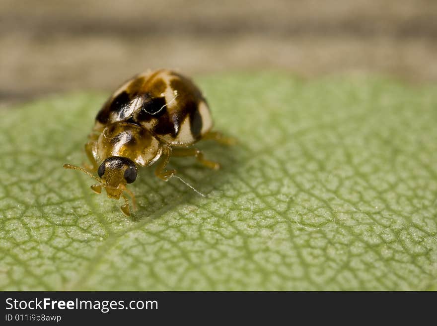 Brown spotted ladybug