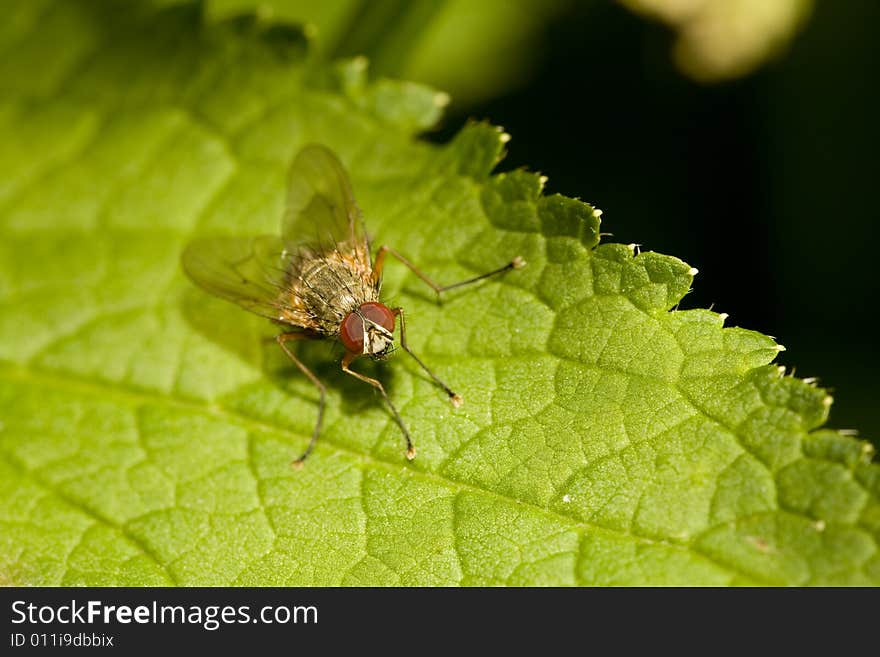 Fly perched on leaf