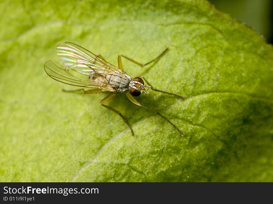 Closeup of a small fly perched on a leaf. Closeup of a small fly perched on a leaf