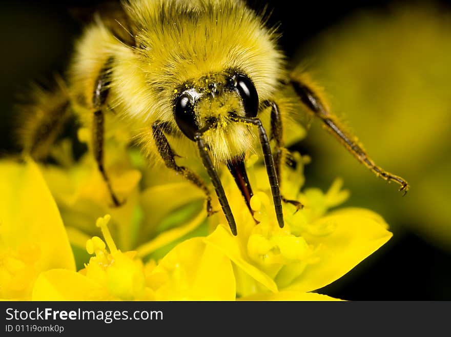 Closeup of a bee gathering nectar in a garden in the Pacific Northwest