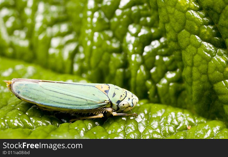 Closeup of leafhopper on leaf in Pacific Northwest