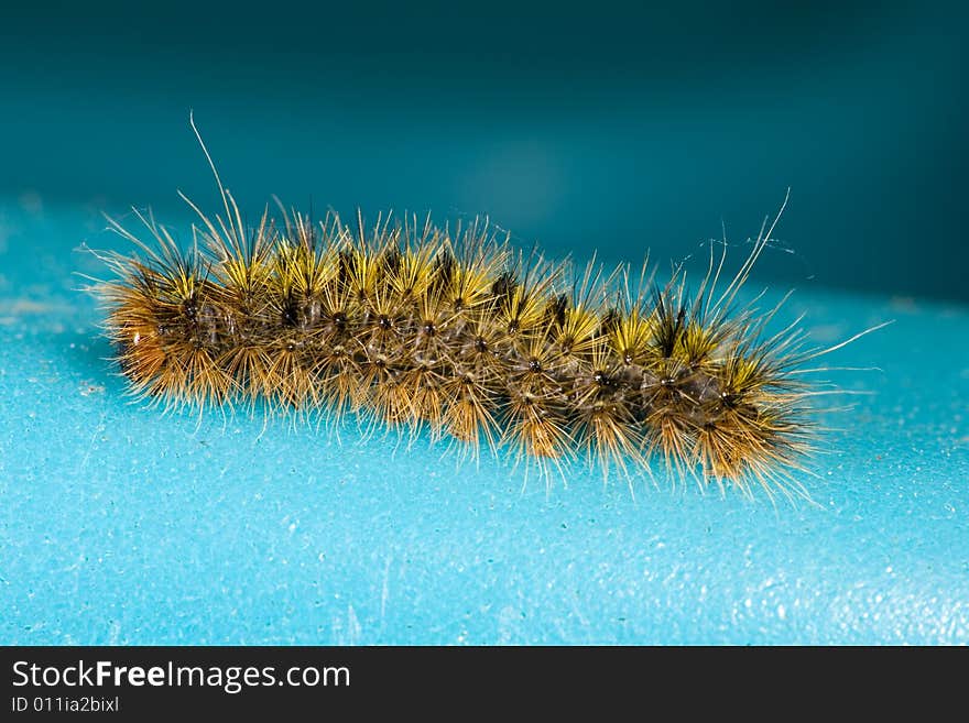 Closeup of a spiny caterpillar crawling on a blue surface. Closeup of a spiny caterpillar crawling on a blue surface