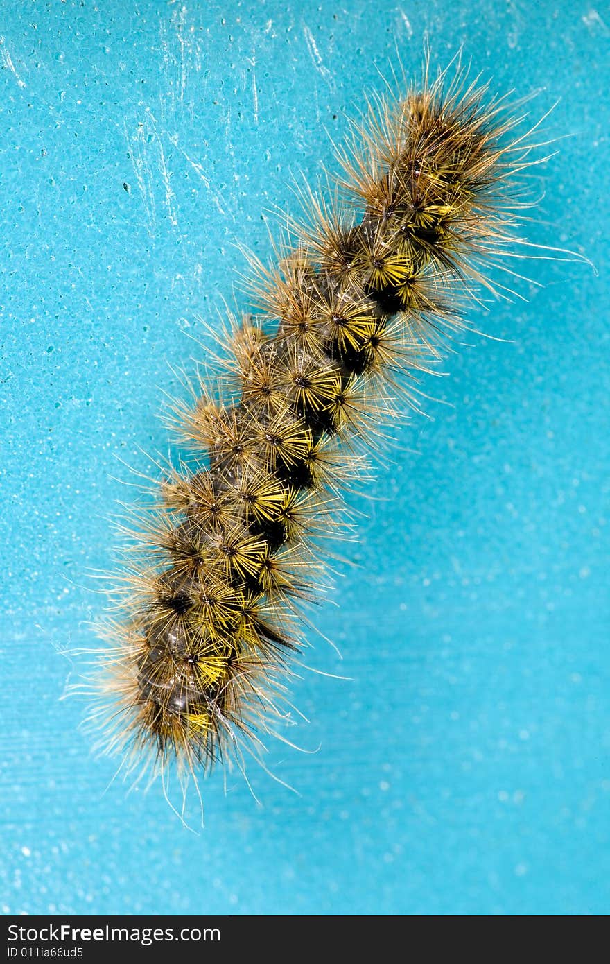 Closeup of spiny caterpillar on blue background