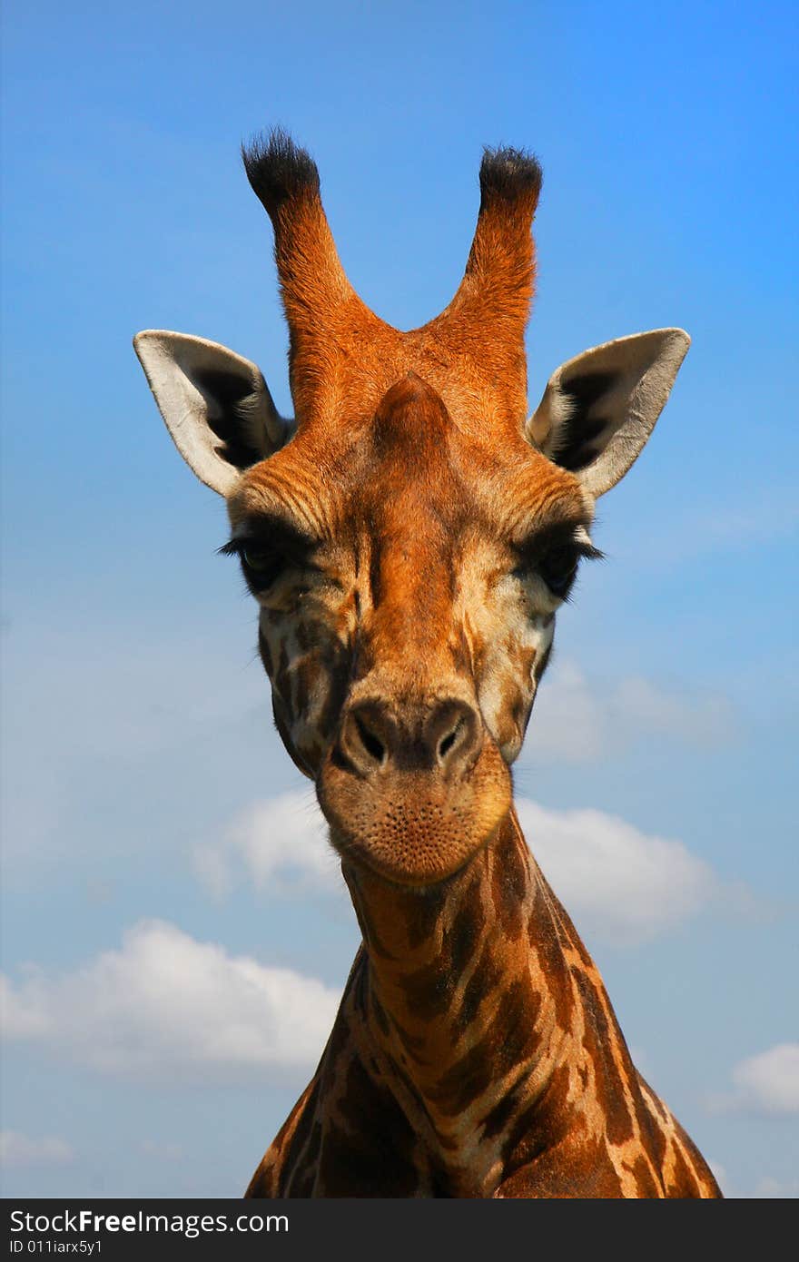 Up close facial view of a grazing Giraffe. Up close facial view of a grazing Giraffe