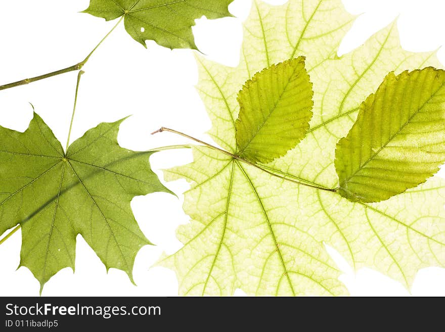 Leaves on white