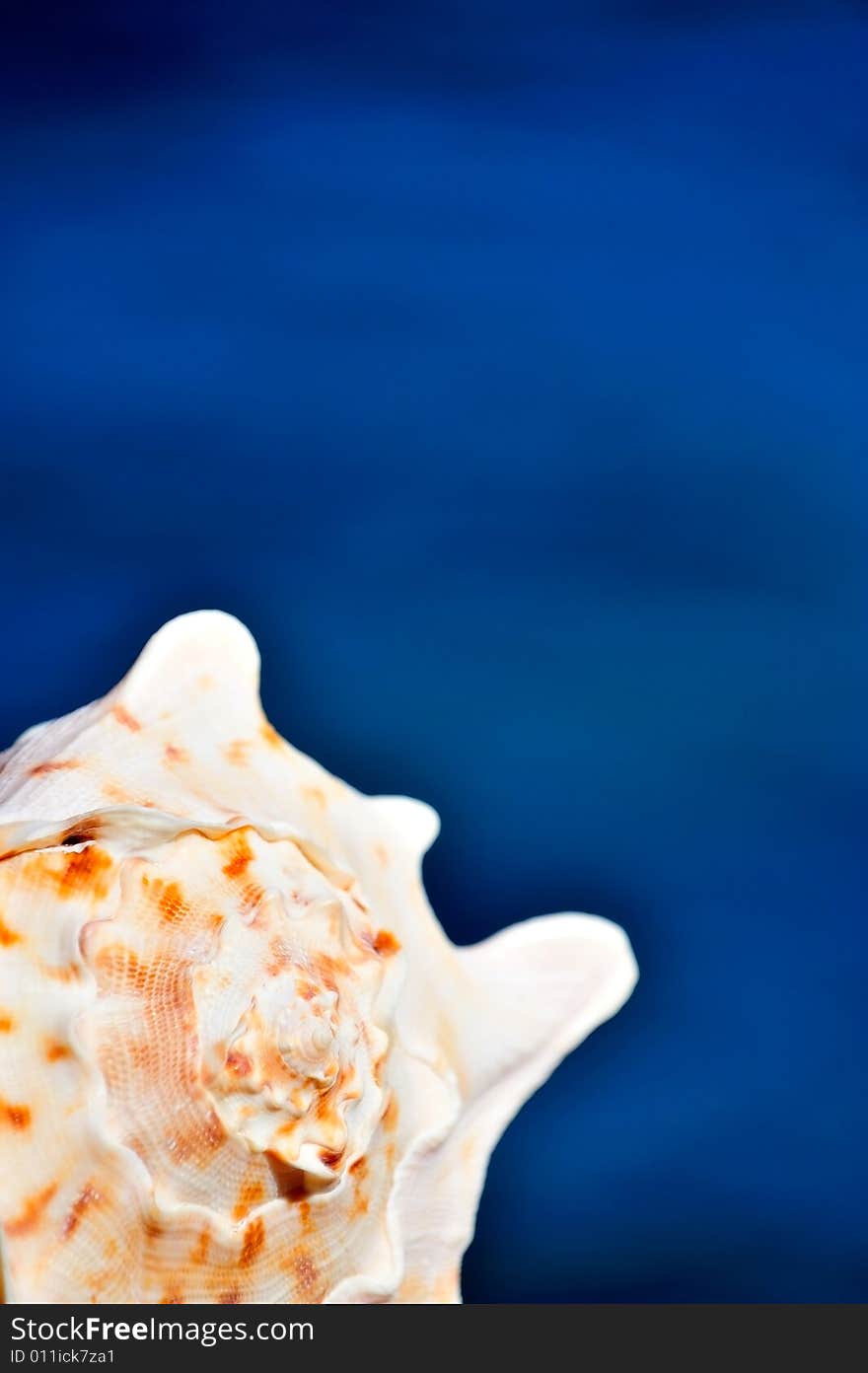 Seashell with sea background