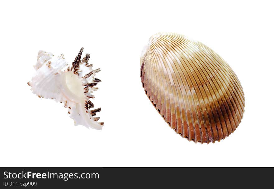 Seashells isolated on white background