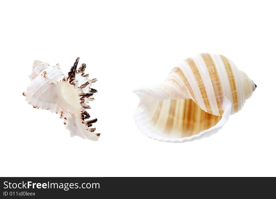 Seashells isolated on white background