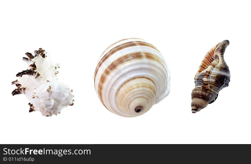 Seashells isolated on white background