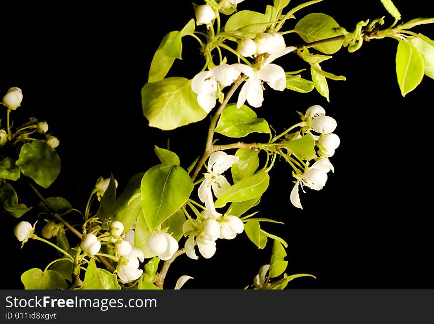 Beautiful flower isolated on black background.