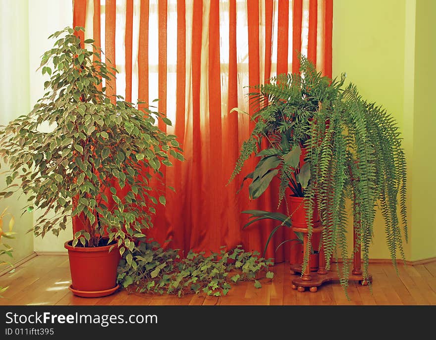 Yellow living room interior with plants and curtain