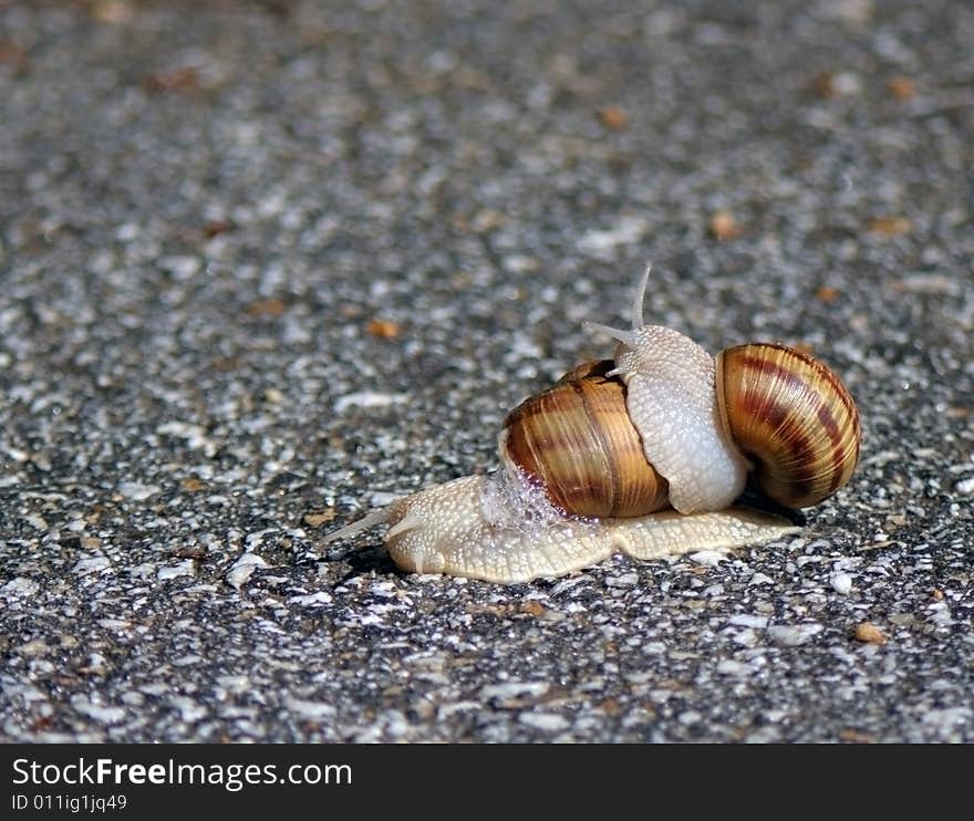 Two snails play