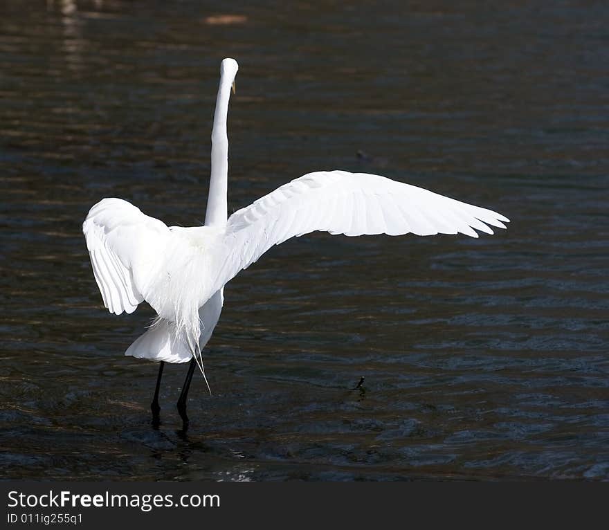 Great White Egret Dances