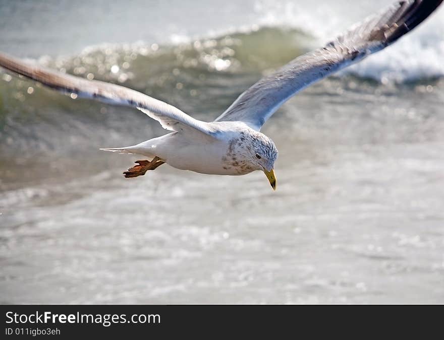 Gull Above Waves