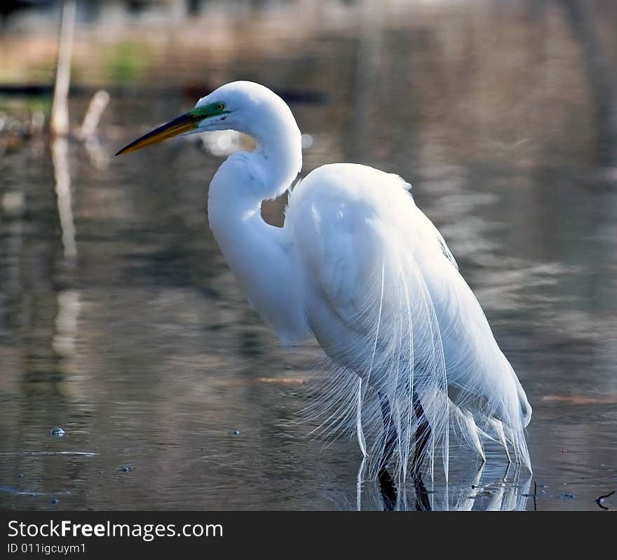 Great White Egret Huning In A Lake