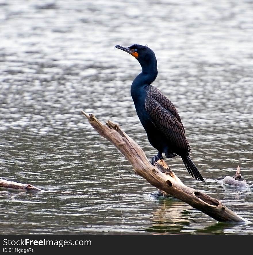 Black Cormorant Perched on a background water