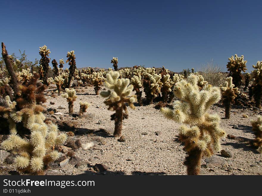 Cholla Cactus