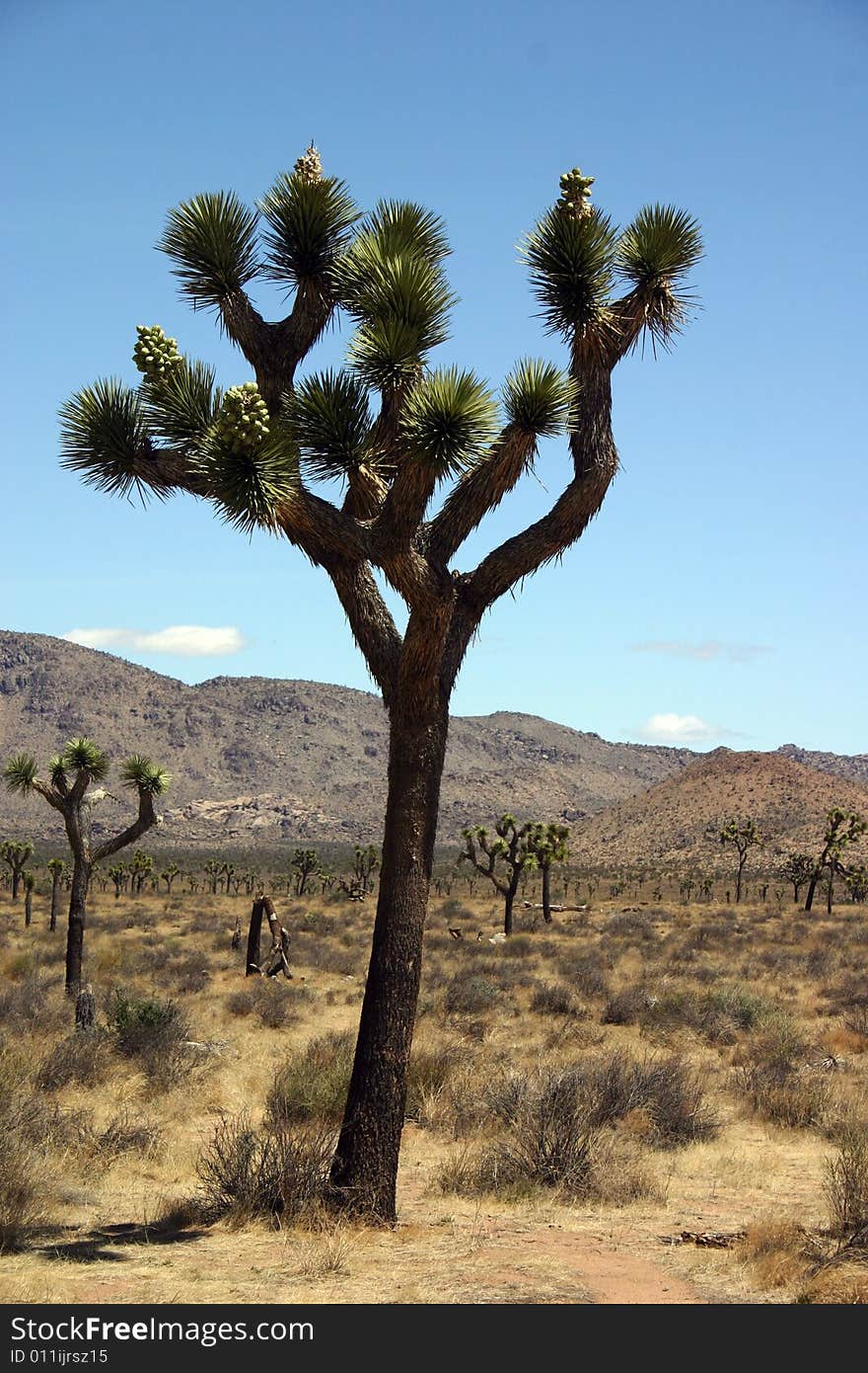 A view of Joshua Tree National Park with a Joshua tree in the foreground