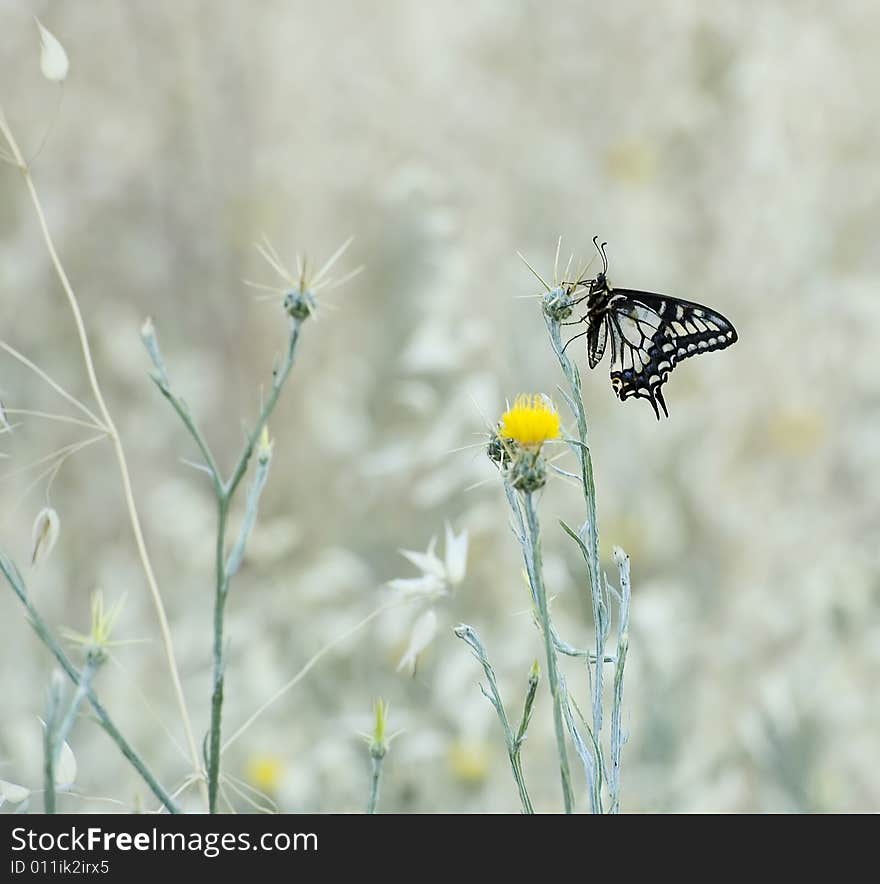 Butterfly