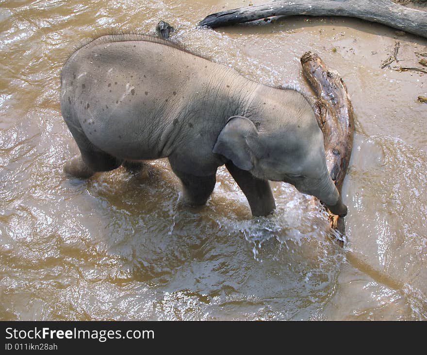 Baby Asian elephant playfully and carelessly crossing a river, in Thailand. Baby Asian elephant playfully and carelessly crossing a river, in Thailand.