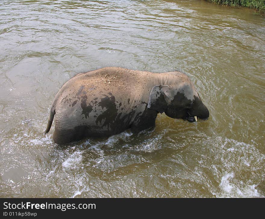 Baby Asian elephant crossing river, in Thailand. Baby Asian elephant crossing river, in Thailand.