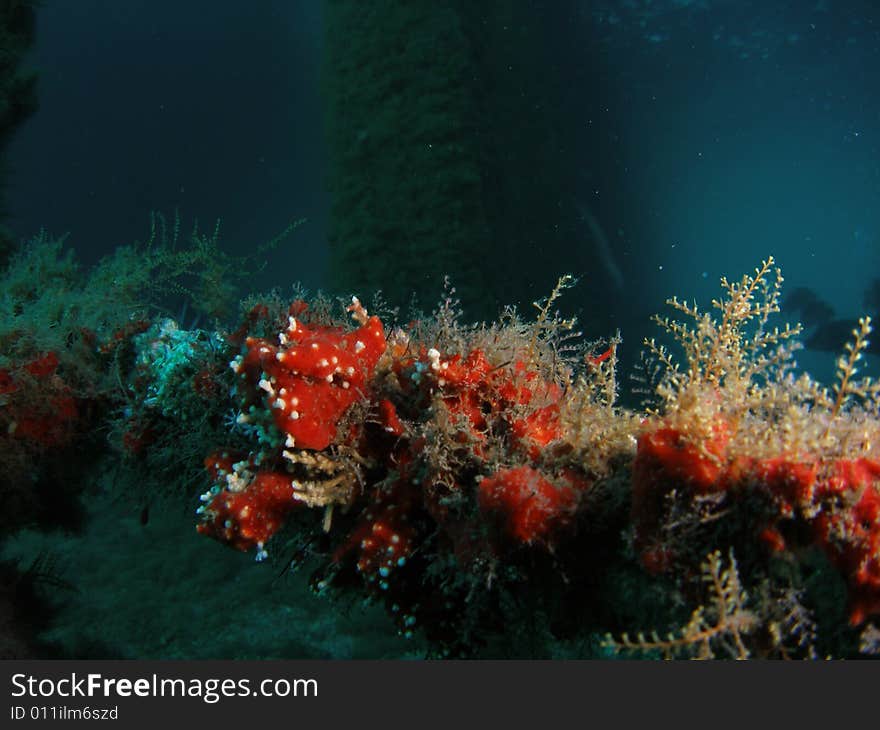 Coral Under Bridge