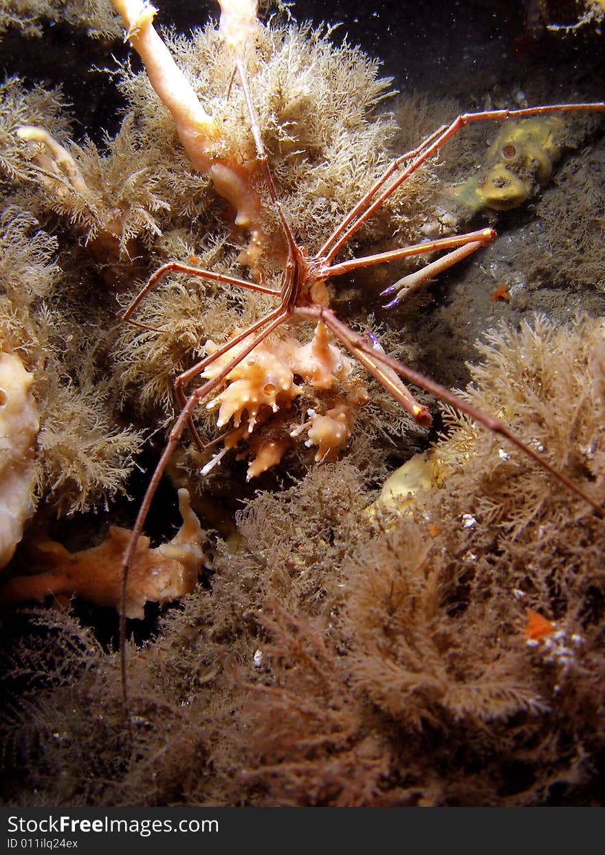 Arrow Crab under Bridge