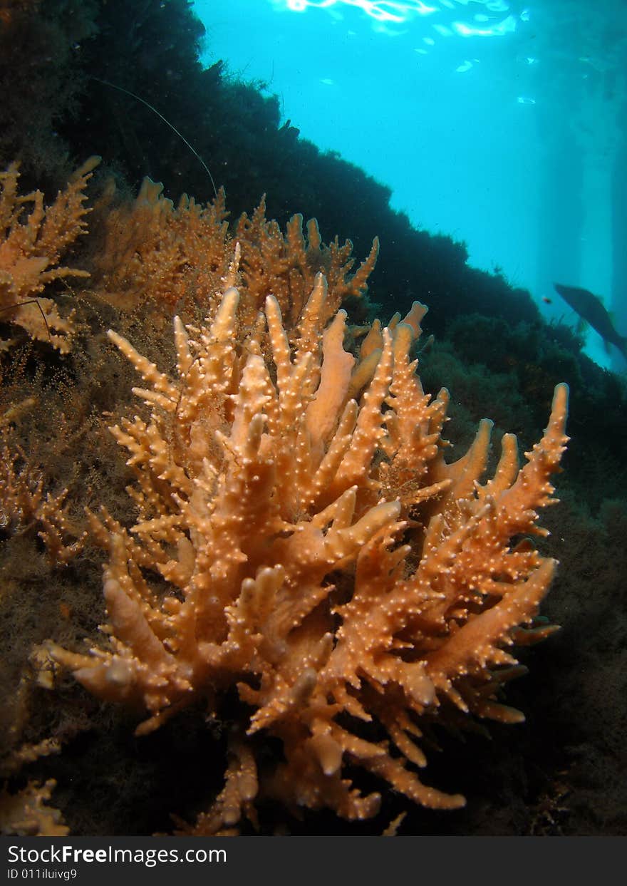 Coral under Bridge