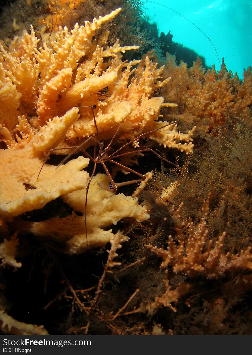 Arrow Crab under Bridge